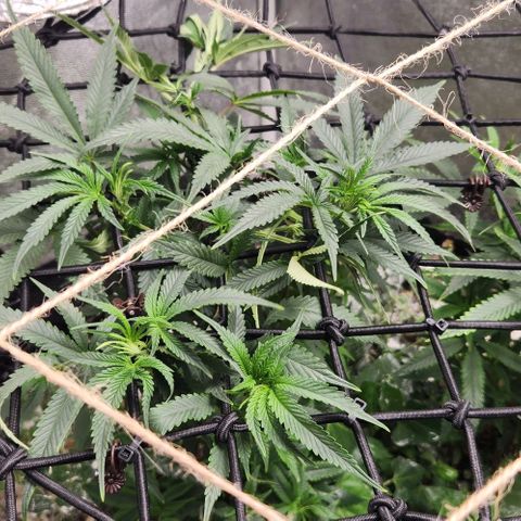 God Bud #1 growlog timeline photo