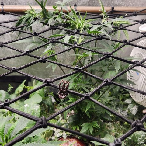 God Bud #2 growlog timeline photo