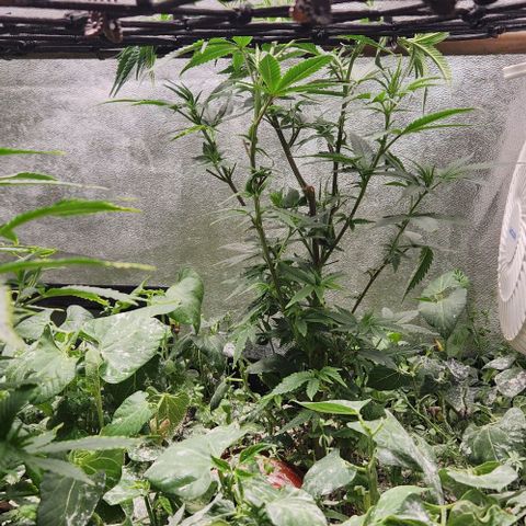 God Bud #2 growlog timeline photo