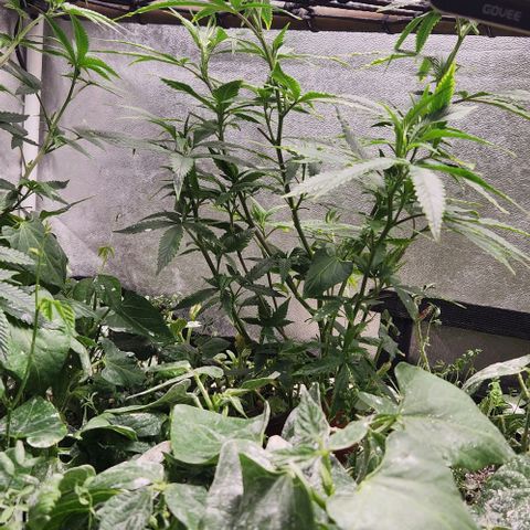 Purple Buddha #1 growlog timeline photo