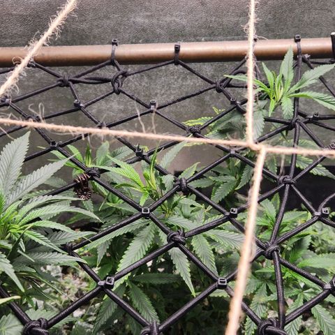 Purple Buddha #1 growlog timeline photo