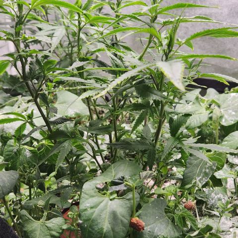 Purple Buddha #2 growlog timeline photo