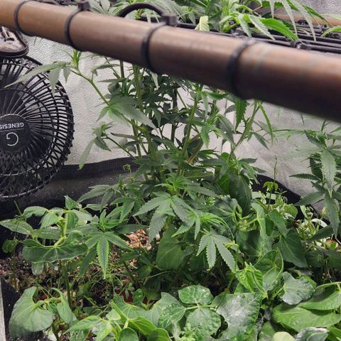 God Bud #1 growlog timeline photo