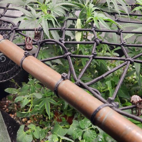 God Bud #1 growlog timeline photo