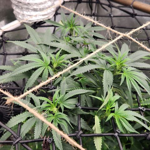 God Bud #1 growlog timeline photo