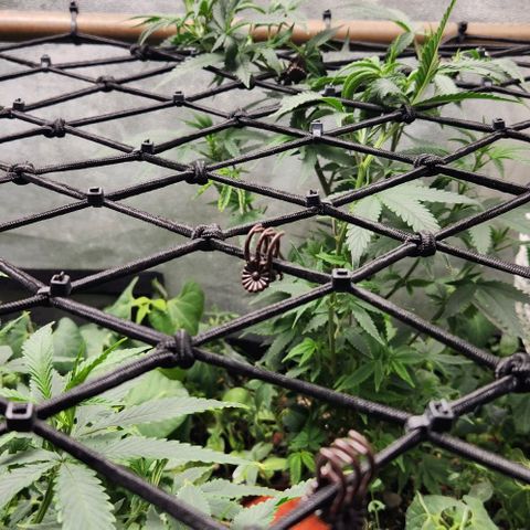 God Bud #2 growlog timeline photo