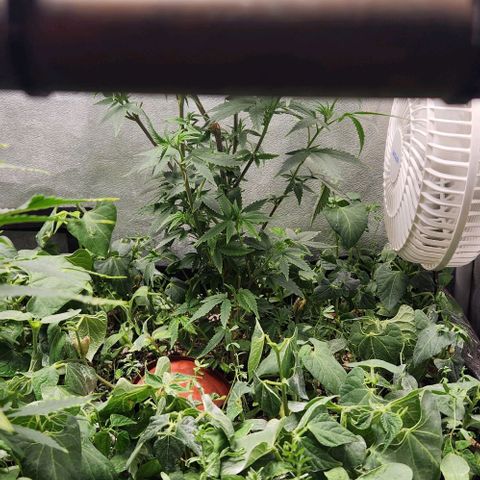 God Bud #2 growlog timeline photo