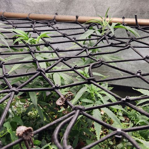 Purple Buddha #1 growlog timeline photo