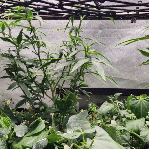 Purple Buddha #1 growlog timeline photo