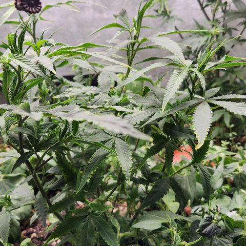 Purple Buddha #2 growlog timeline photo