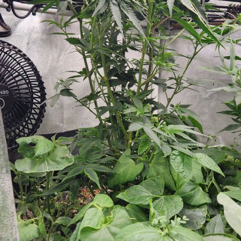 God Bud #1 growlog timeline photo