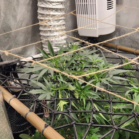 God Bud #1 growlog timeline photo