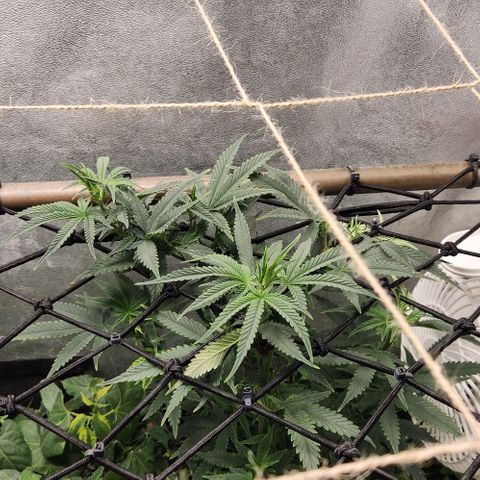 God Bud #2 growlog timeline photo