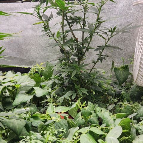 God Bud #2 growlog timeline photo
