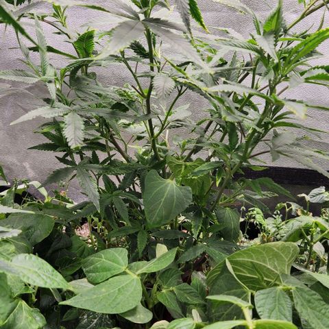 Purple Buddha #1 growlog timeline photo
