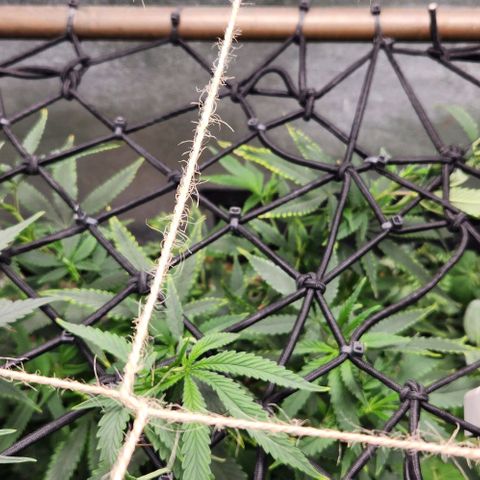 Purple Buddha #1 growlog timeline photo