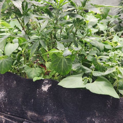 Purple Buddha #2 growlog timeline photo