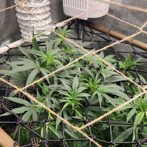 God Bud #1 growlog timeline photo