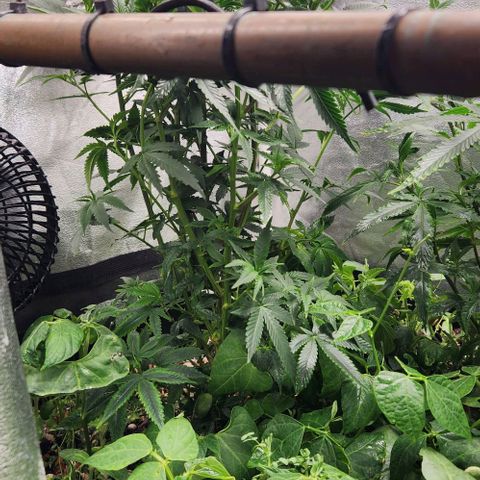 God Bud #1 growlog timeline photo