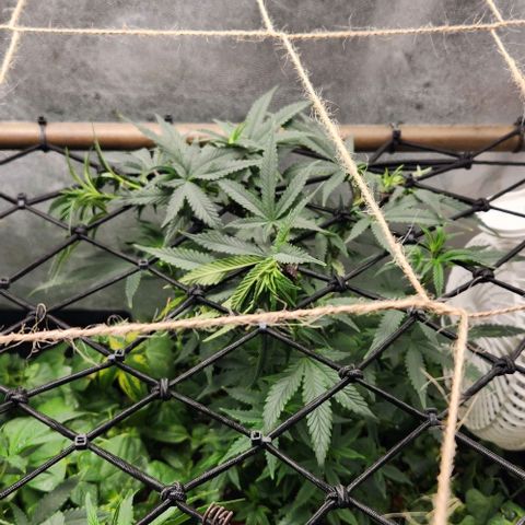 God Bud #2 growlog timeline photo