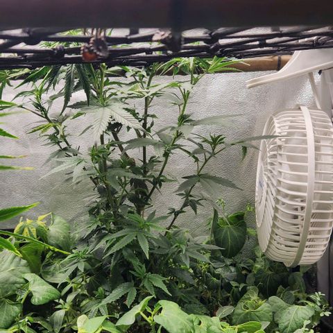 God Bud #2 growlog timeline photo