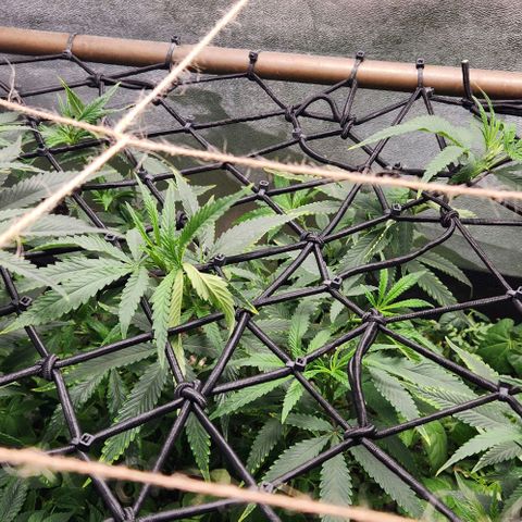 Purple Buddha #1 growlog timeline photo
