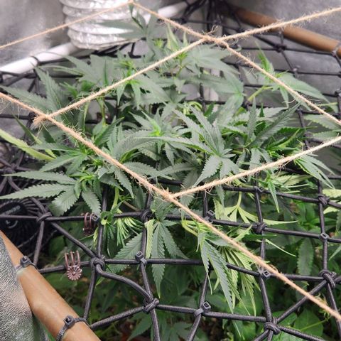 God Bud #1 growlog timeline photo