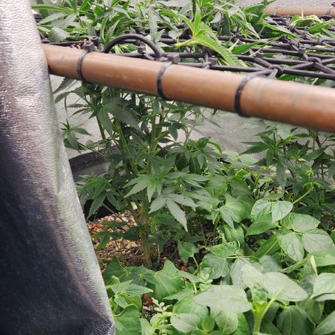God Bud #1 growlog timeline photo
