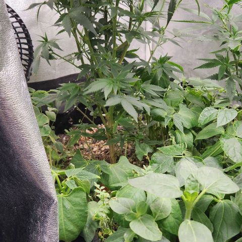 God Bud #1 growlog timeline photo