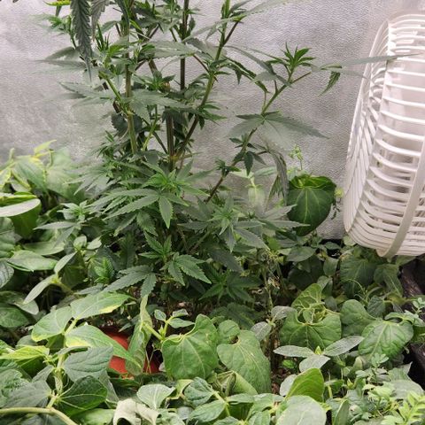 God Bud #2 growlog timeline photo