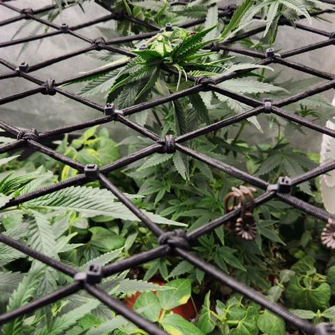 God Bud #2 growlog timeline photo