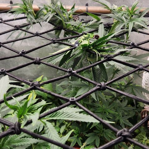 God Bud #2 growlog timeline photo
