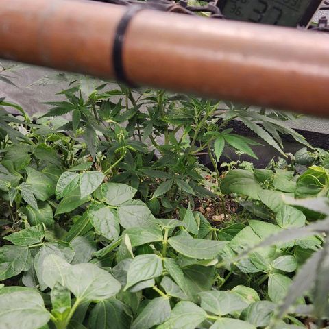 Purple Buddha #1 growlog timeline photo