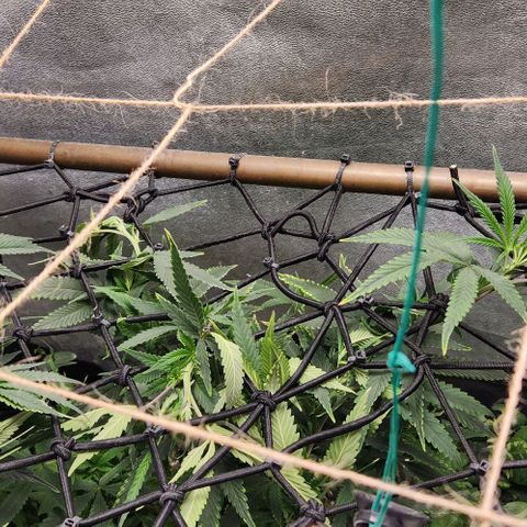 Purple Buddha #1 growlog timeline photo