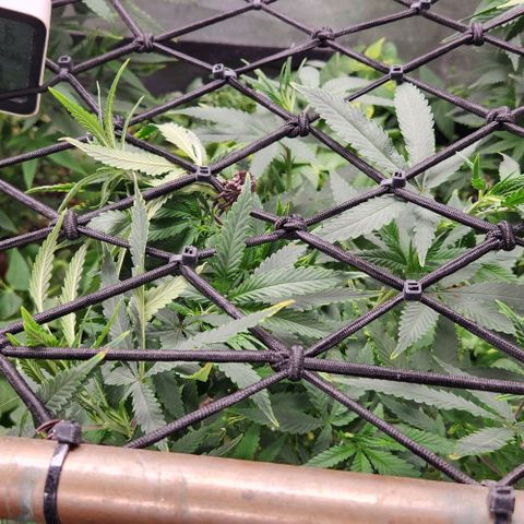 Purple Buddha #2 growlog timeline photo