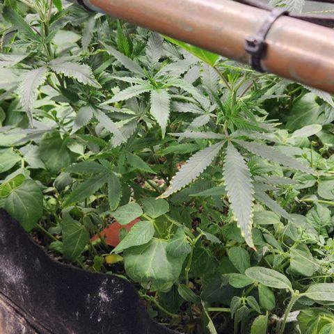 Purple Buddha #2 growlog timeline photo