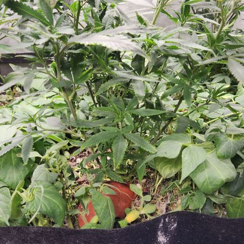 Purple Buddha #2 growlog timeline photo