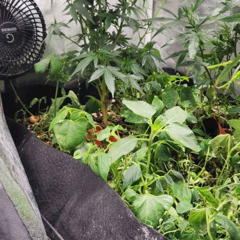 God Bud #1 growlog timeline photo
