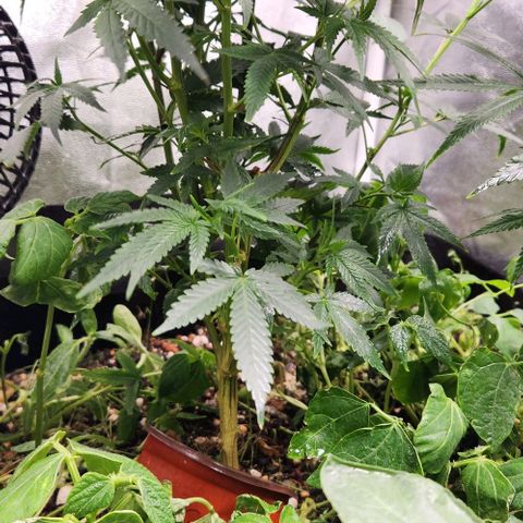 God Bud #1 growlog timeline photo