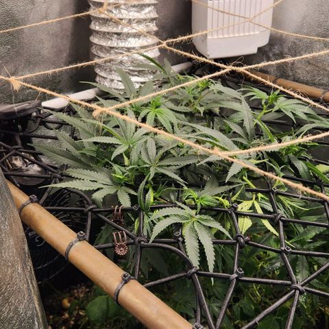 God Bud #1 growlog timeline photo