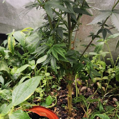 God Bud #2 growlog timeline photo