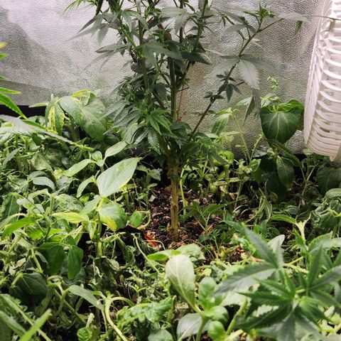 God Bud #2 growlog timeline photo
