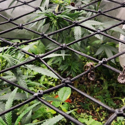 God Bud #2 growlog timeline photo