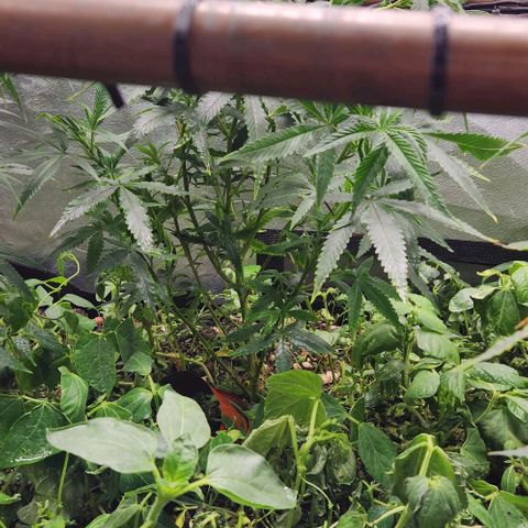 Purple Buddha #1 growlog timeline photo