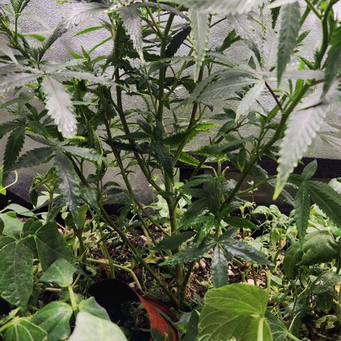 Purple Buddha #1 growlog timeline photo