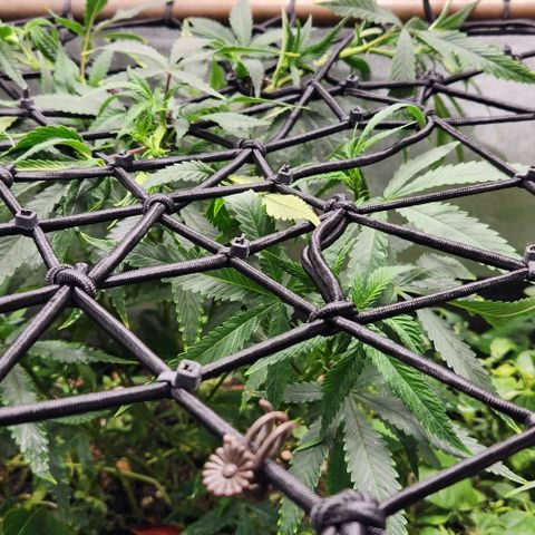 Purple Buddha #1 growlog timeline photo