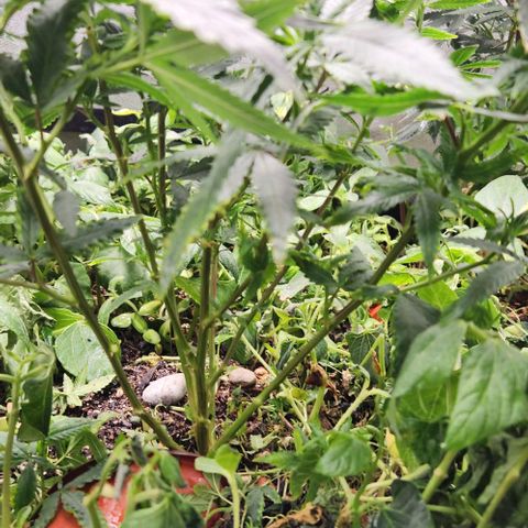 Purple Buddha #2 growlog timeline photo
