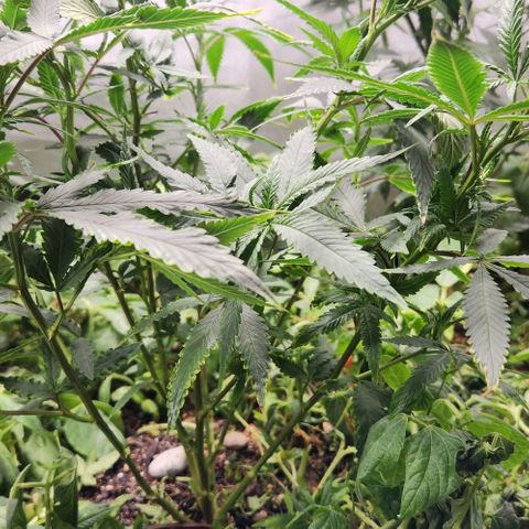 Purple Buddha #2 growlog timeline photo