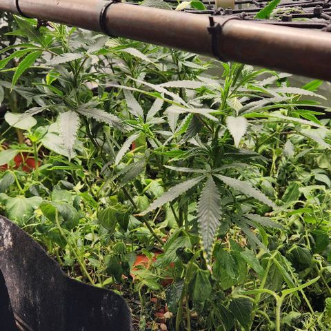 Purple Buddha #2 growlog timeline photo