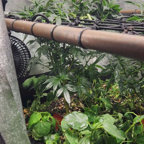 God Bud #1 growlog timeline photo